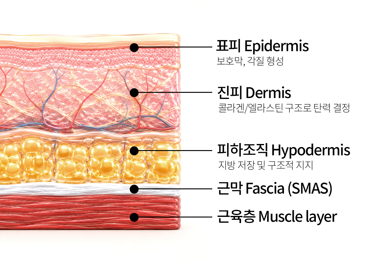 피부 단면도 - 표피, 진피, 피하조직
